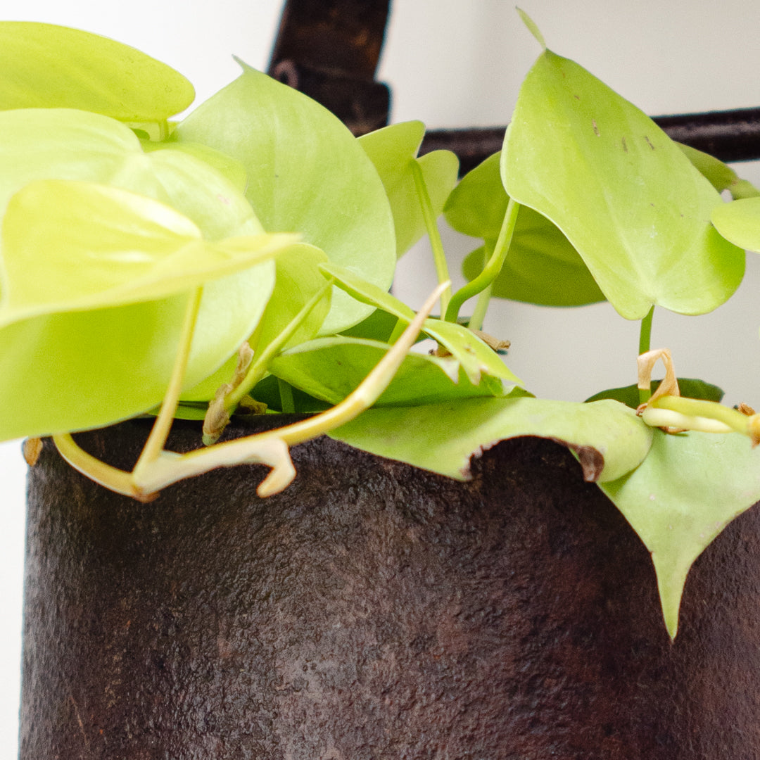 Metal Hanging Planter